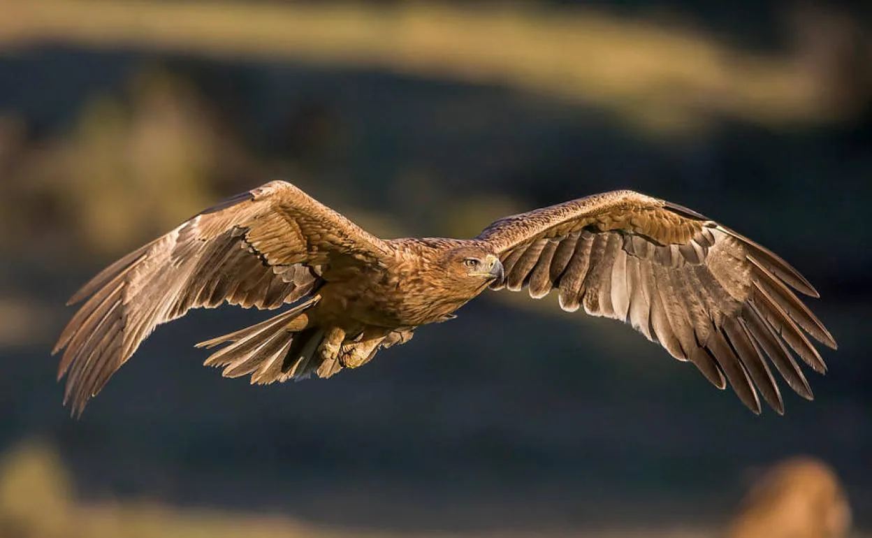 El águila imperial ibérica se 'hace fuerte' en Jaén, con 50 nidos ya | Ideal