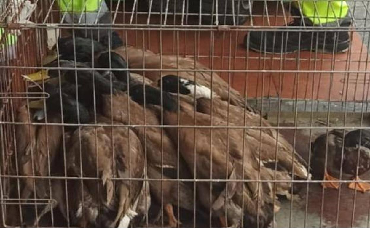 Suceso en Andalcuía | Encuentran 20 patos salvajes vivos en un restaurante chino