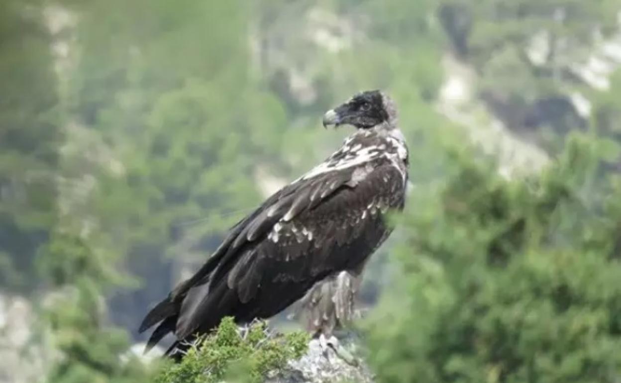 Crueldad animal en Granada | Investigan la muerte de tres quebrantahuesos por envenenamiento