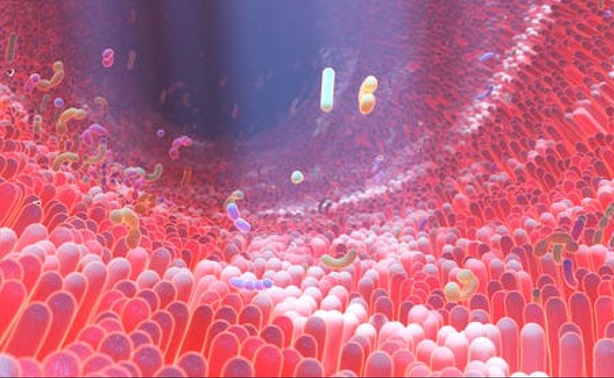 ¿Influye nuestra microbiota en cómo respondemos a la covid-19?