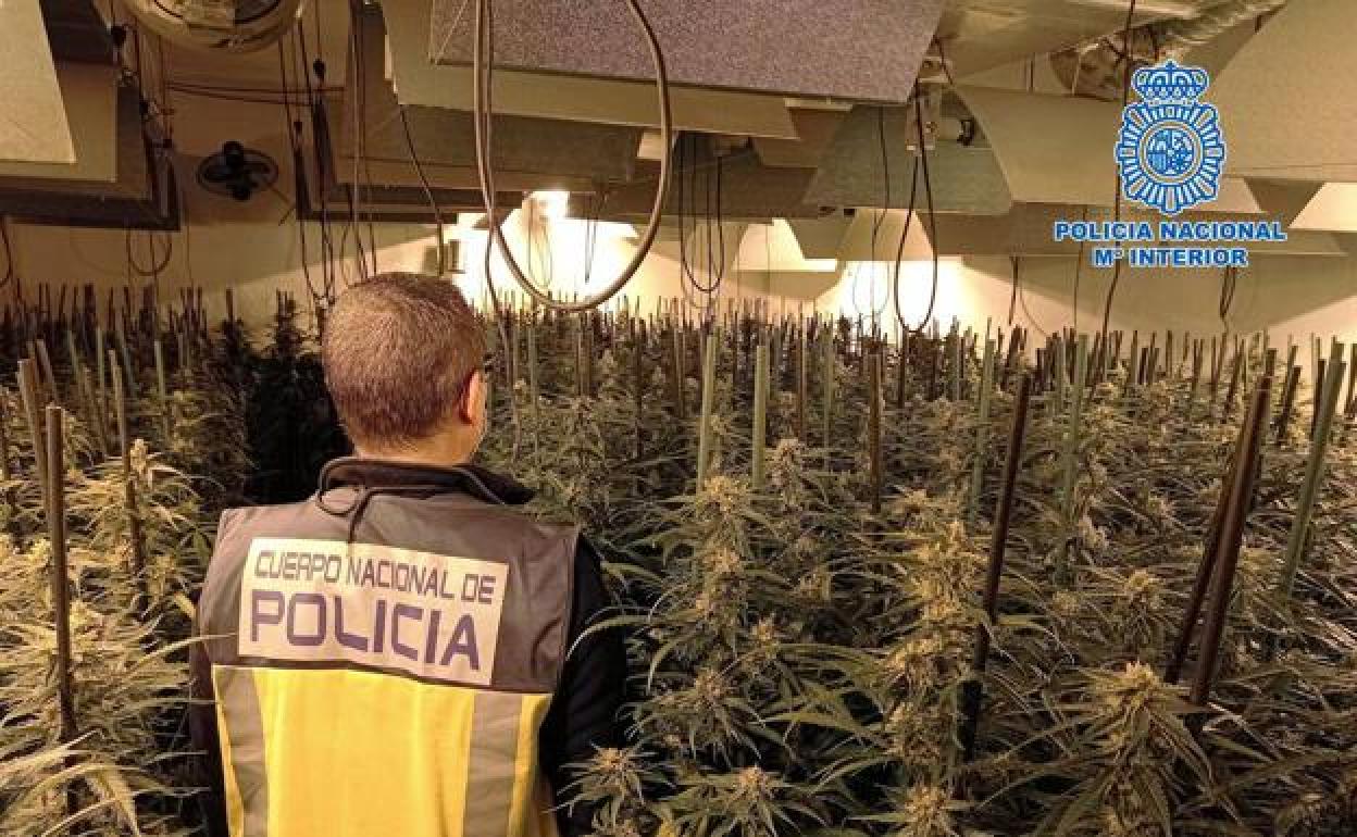 Policía Nacional, en una incautación de marihuana distinta ala del pasado miércoles.