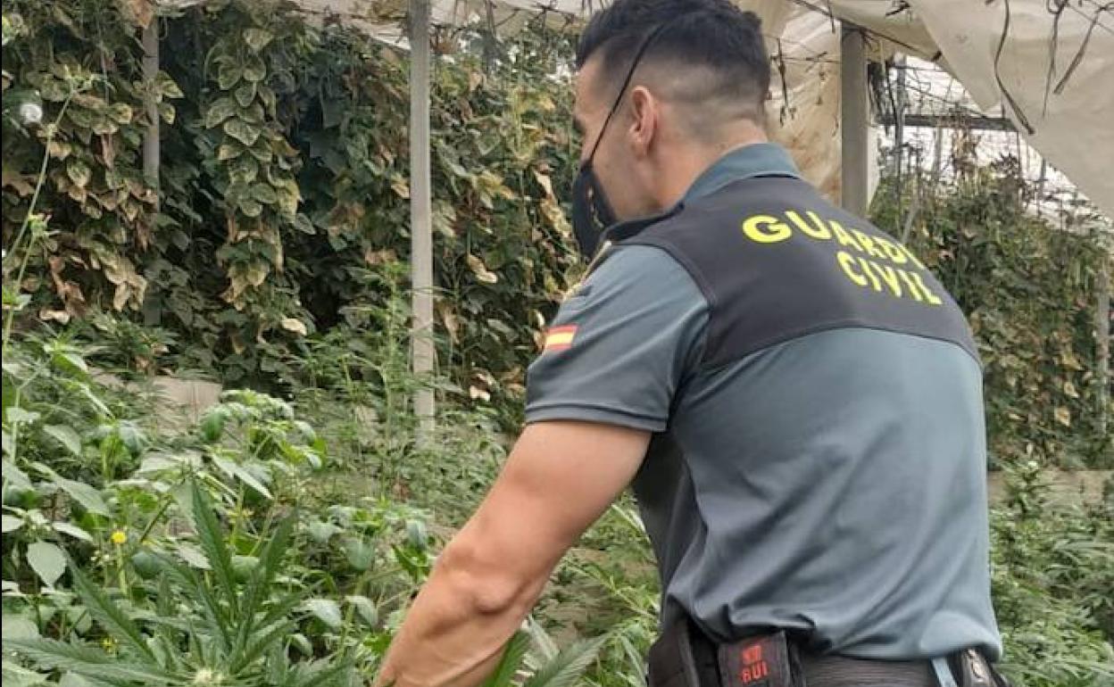 Marihuana en Granada | Localizas casi 2 000 plantas en dos invernaderos de Rubite y La Mamola