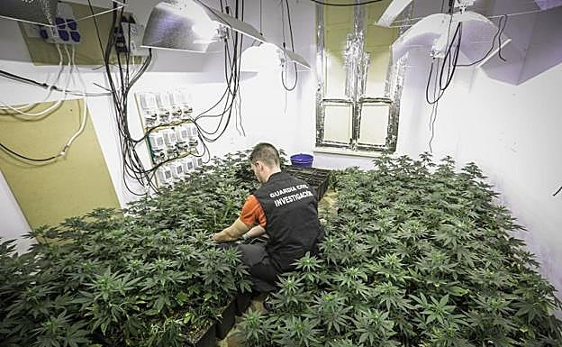 Caen cuatro centros caseros de producción de marihuana con 11 detenidos en la provincia de Granada