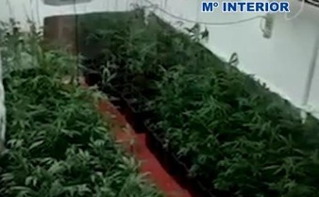 Hallan un local comercial en la calle San Antón de Granada plantado de marihuana