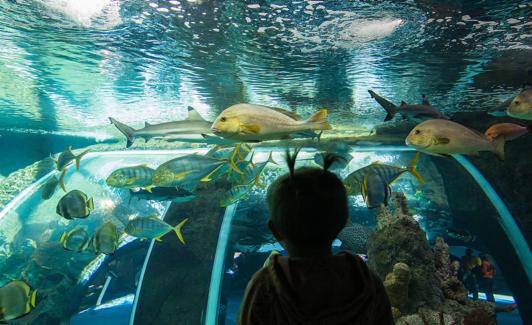 Visitas temásticas para profundizar en el conocimiento de la vida submarina. 