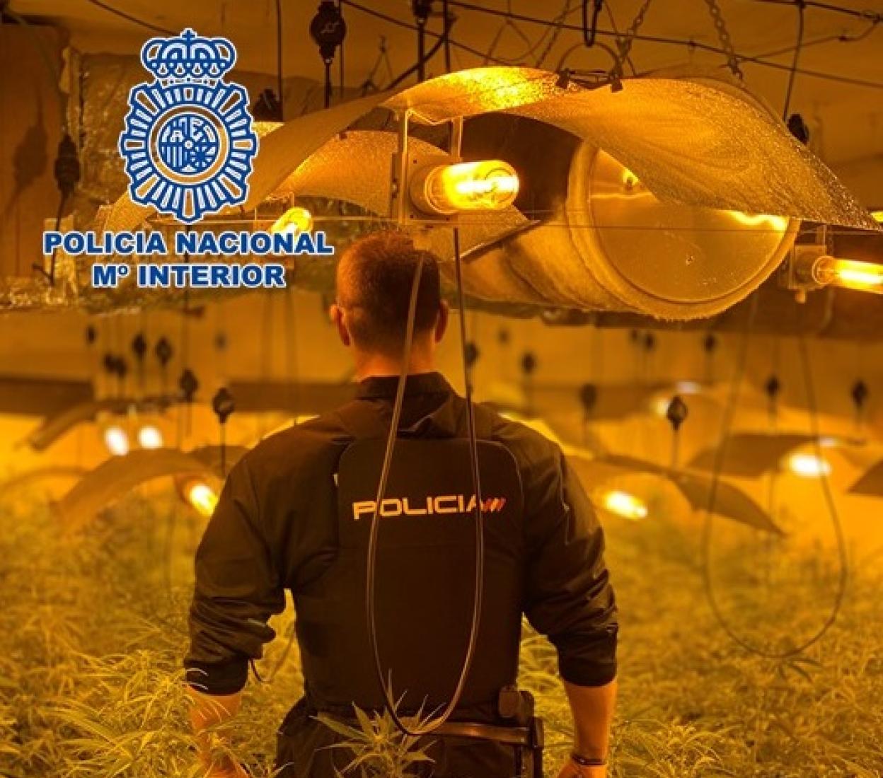 Descubren siete invernaderos de marihuana en dos domicilios de Granada y detienen a seis personas