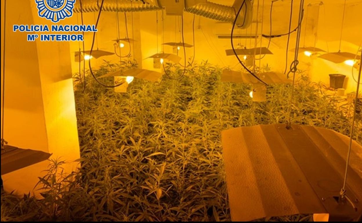 Tráfico de droga en Granada | Operación búnker: cinco detenidos y 2.450 plantas incautadas tras diez registros