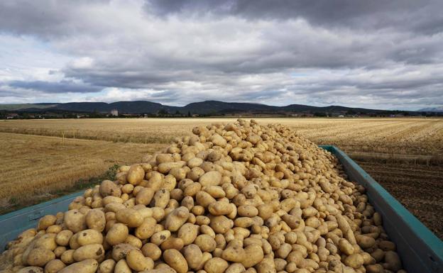 La OCU advierte de la presencia de tóxicos naturales en las patatas y explica cómo evitarlos