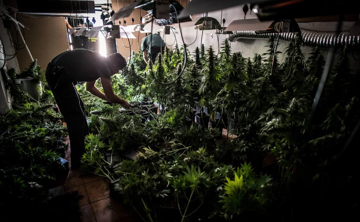 Decomiso de una plantación de 'cannabis sativa'.