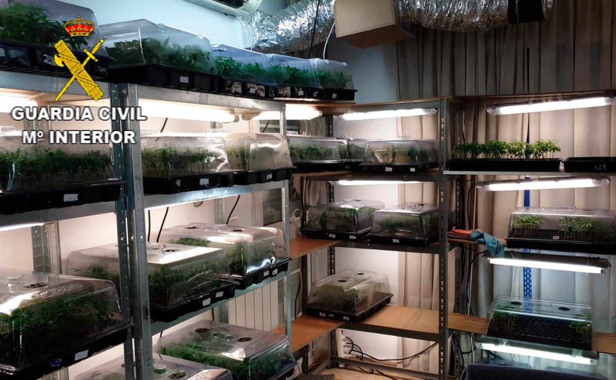 Marihuana en Granada