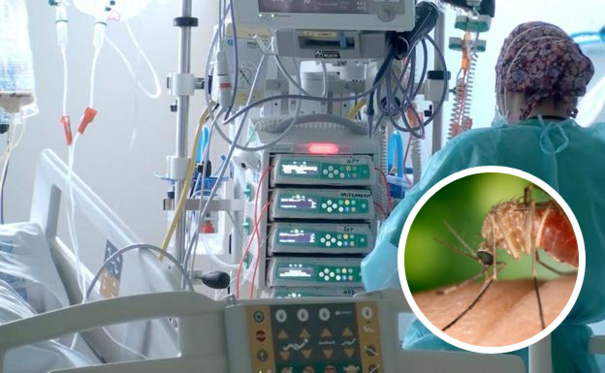 Andalucía registra su primer ingreso por virus del Nilo.