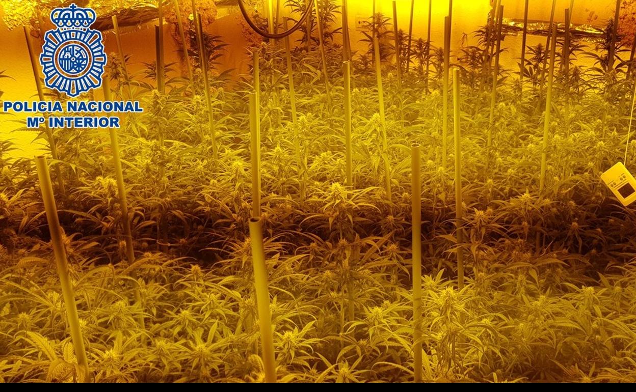 Uno de los inmnuebles llenos de marihuana. 