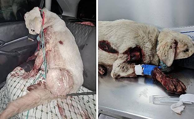 El hombre que arrastró a una perra con su coche en Granada ya dejó morir de hambre y sed a otro animal