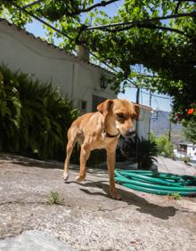 Imagen secundaria 2 - El acceso a Fregenite está convenientemente señalizado (primero) | Un rincón del anejo (en segundo lugar) | Chica es la perra de Herminia, juguetona y cariñosa.