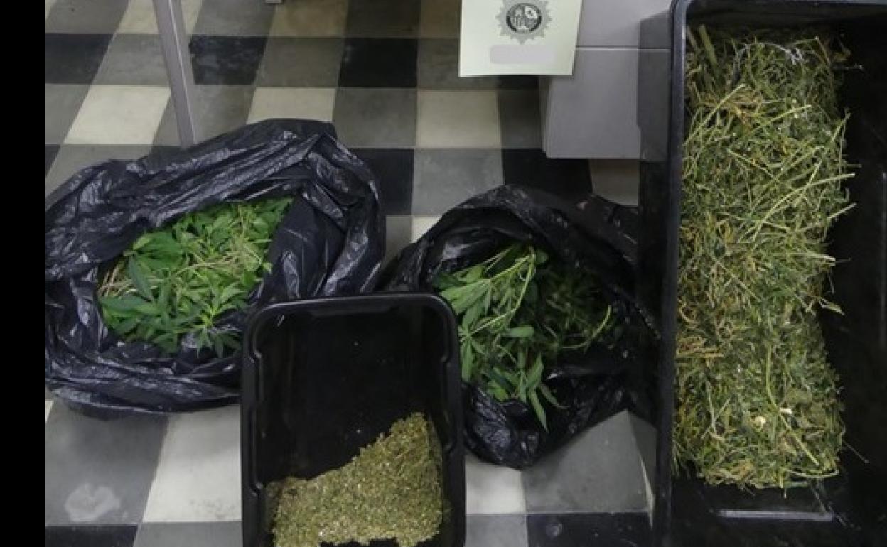 Marihuana incautada en el domicilio del detenido en Baza.