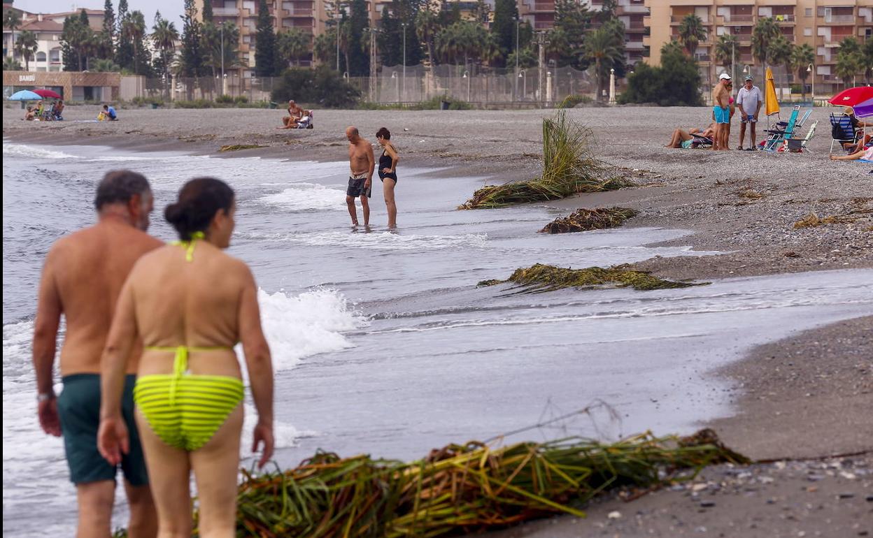 Imagen de archivo de residuos vegetales procedentes de la rambla en Playa de Poniente.