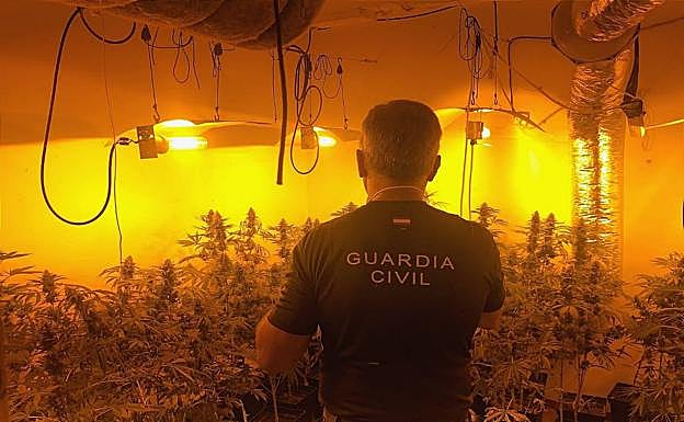 Incautan 4.624 plantas de cannabis sativa en 20 centros de producción de marihuana de Granada