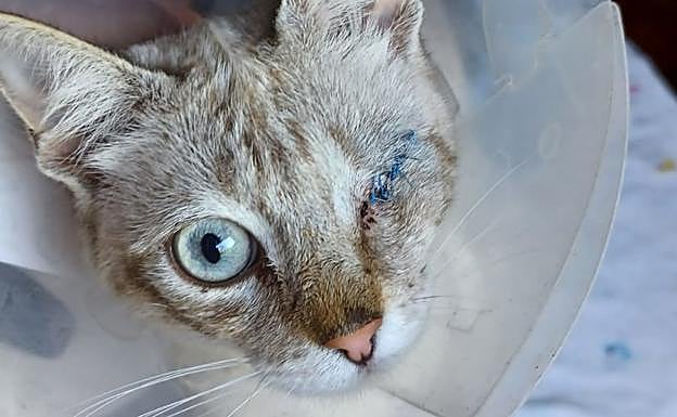 Investigado el hombre que disparó a un gato en un ojo en La Zubia