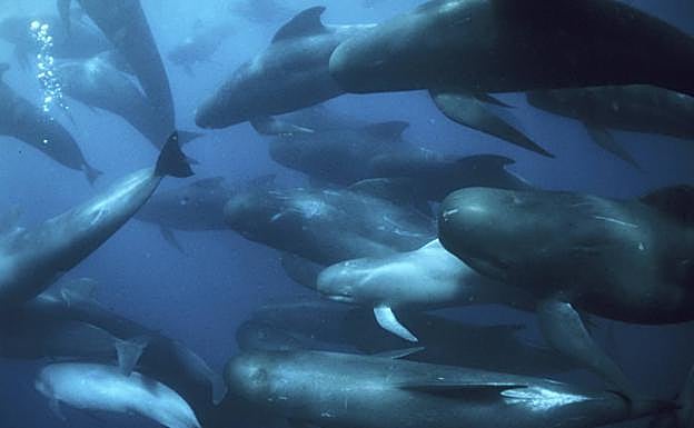 Los animales, en el interior de las aguas. 