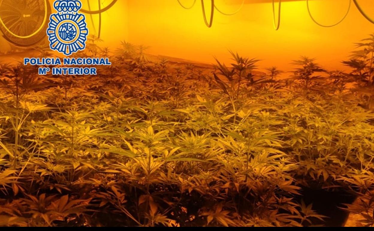 Una de las viviendas descubiertas llenas de marihuana.