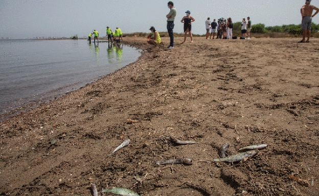 Peces muertos en el Mar Menor, este lunes. Vecinos y veraneantes se concentraron por la noche en localidades costeras como Los Alcázares. 