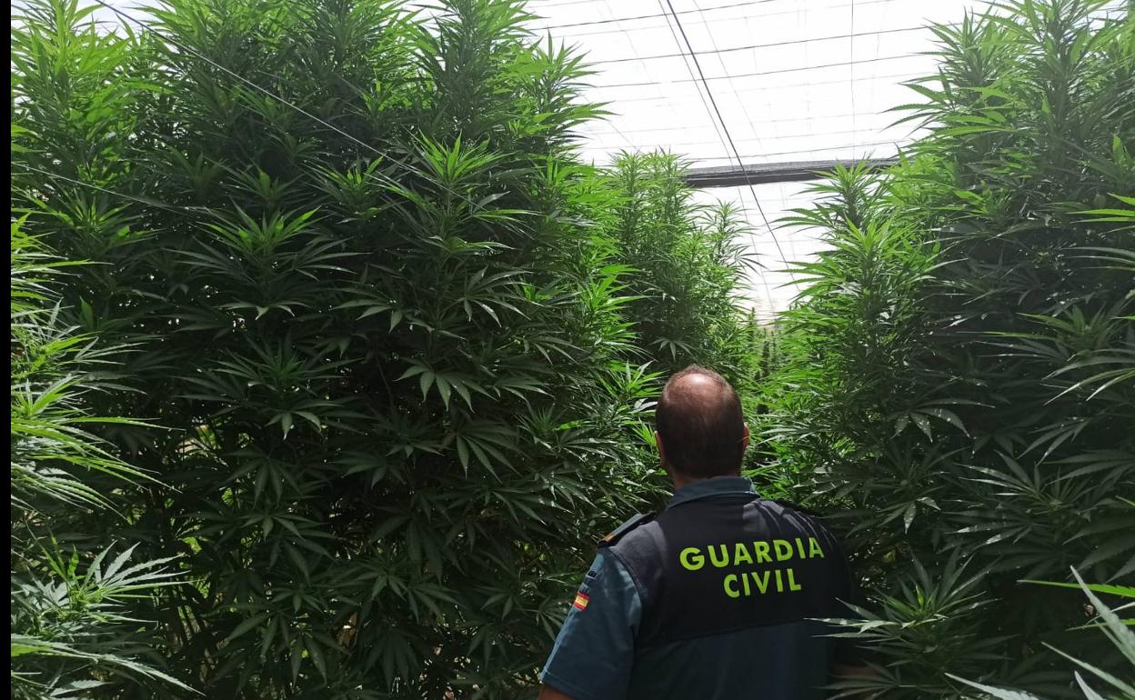 Las enormes plantas de marihuana,