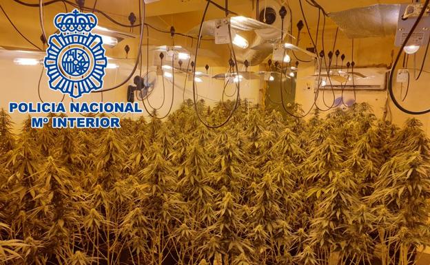 'Operación Agosto' contra la maría en Granada: 1.000 plantas incautadas en seis casas y cuatro detenidos