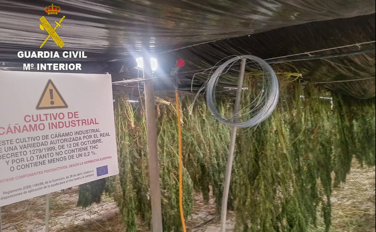 Droga en Granada: Incautan más de 18.600 plantas de cannabis sativa en dos invernaderos de Granada