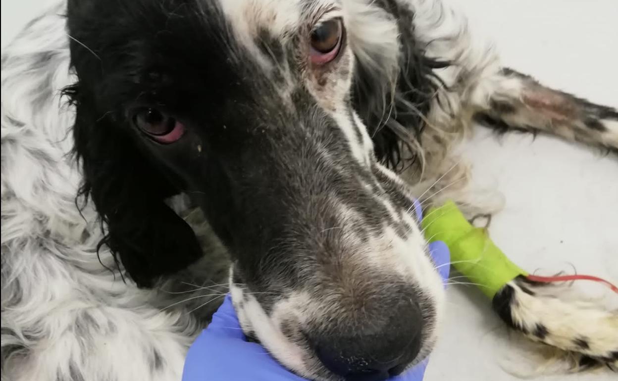 Imagen de Mosca, la perra maltratada, tras recibir tratamiento veterinario.