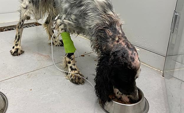 Imagen principal - Maltrato animal | Rescatan a una perra de caza en Granada con el cráneo roto a golpes