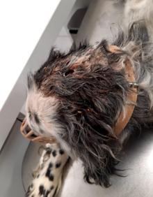Imagen secundaria 2 - Maltrato animal | Rescatan a una perra de caza en Granada con el cráneo roto a golpes