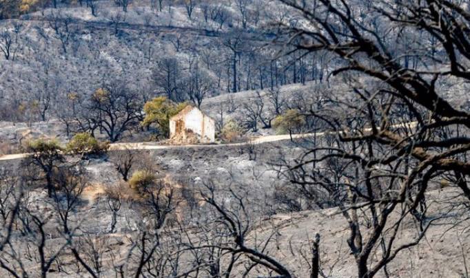 Paraje calcinado por el incendio en Sierra Bermeja en Estepona.