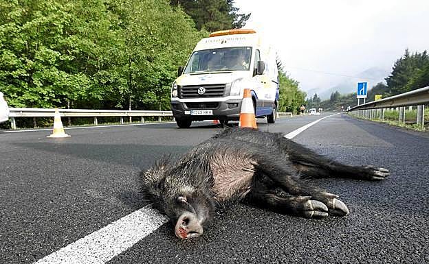 Jabalí muerto en la carretera, tras ser embestido por un coche. 