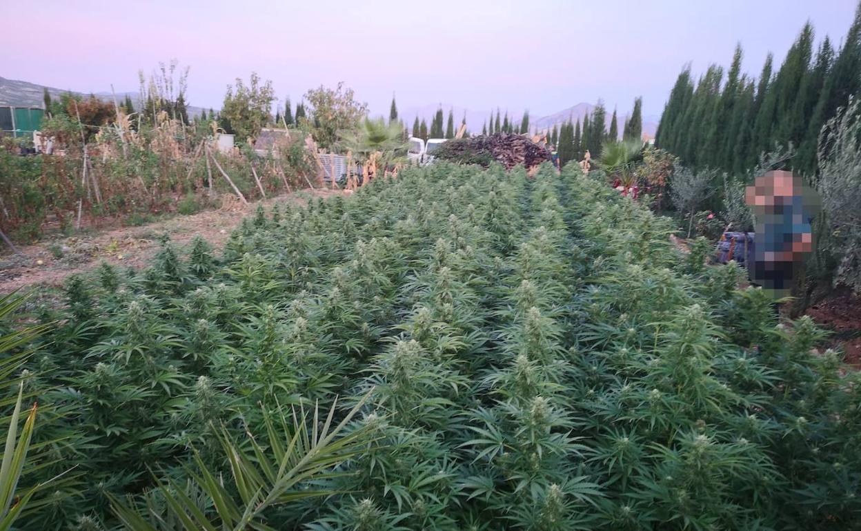 Plantas de marihuana incautadas en Escóznar.