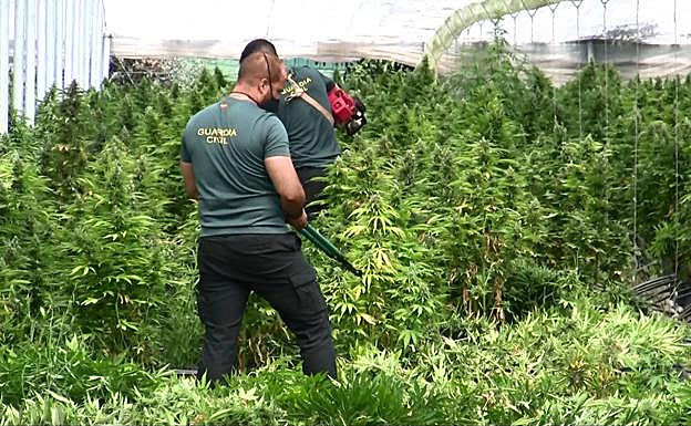 Casi 8.000 plantas de marihuana incautadas en la provincia de Granada en cuatro operaciones