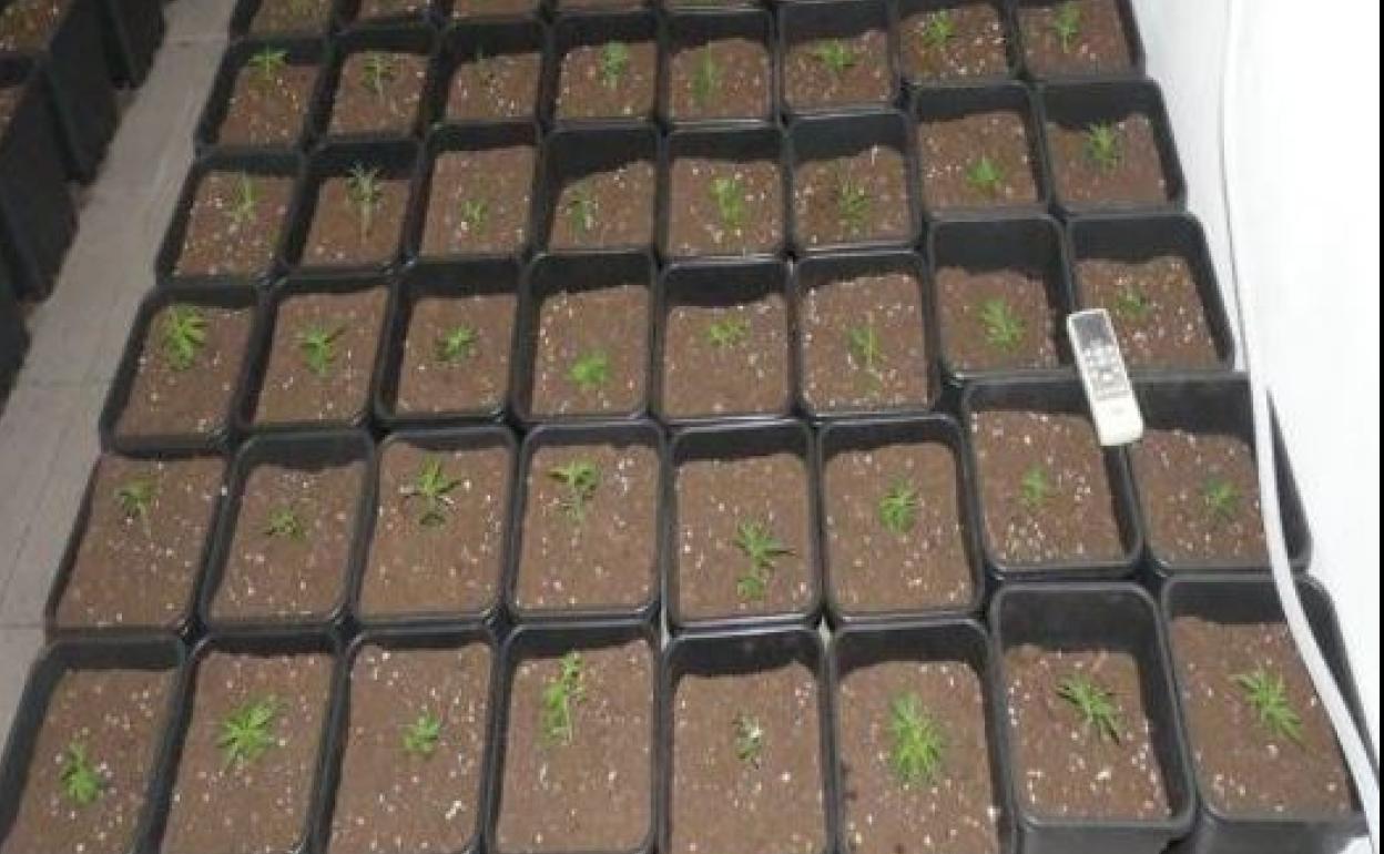 Plantas incautadas por la Policía Nacional