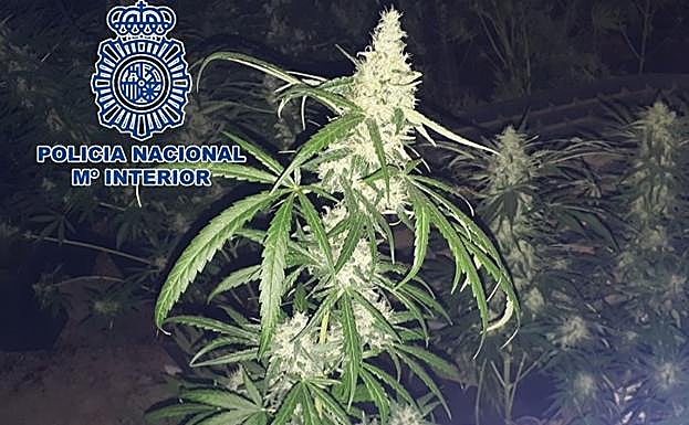 Detenida una pareja tras descubrir más de 300 plantas de marihuana en una vivienda del Valle de Lecrín