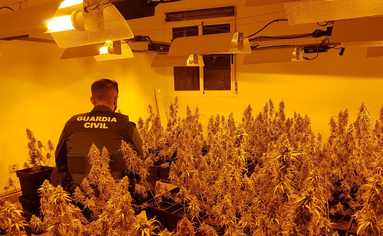 Descubren una plantación de marihuana al ir a desalojar a unos ocupas de una vivienda en Santa Fe