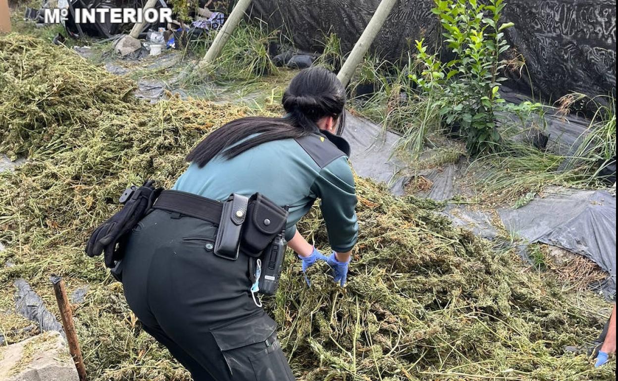 Más de 9.000 plantas incautadas y 103 kilos de marihuana camuflados en una plantación de cáñamo de Torvizcón