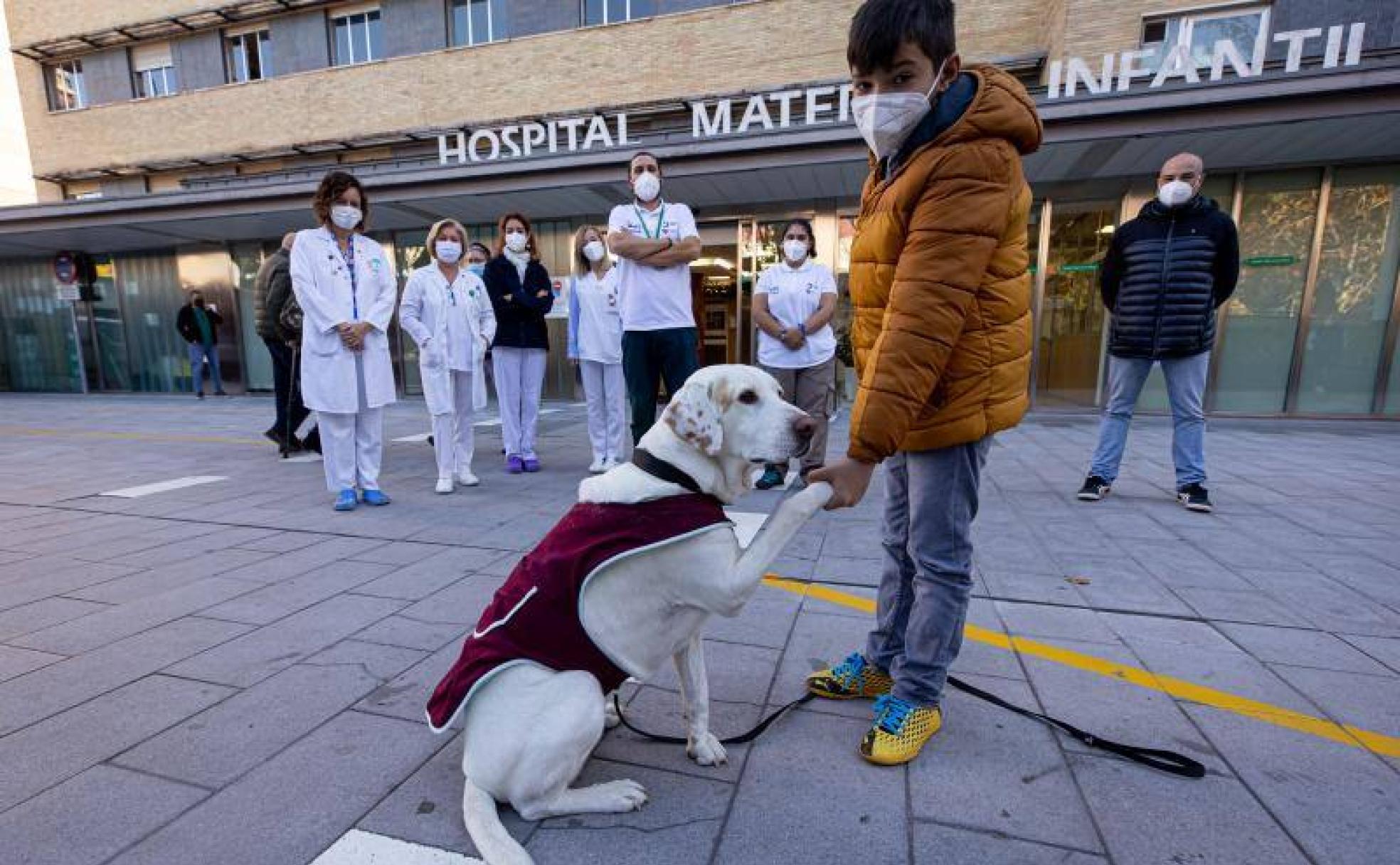 Niebla ha sido adiestrada para transmitir calma a los niños que acuden a sacarse sangre al hospital. 
