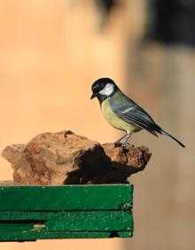 Imagen secundaria 2 - Especies censadas en la Alhambra. 