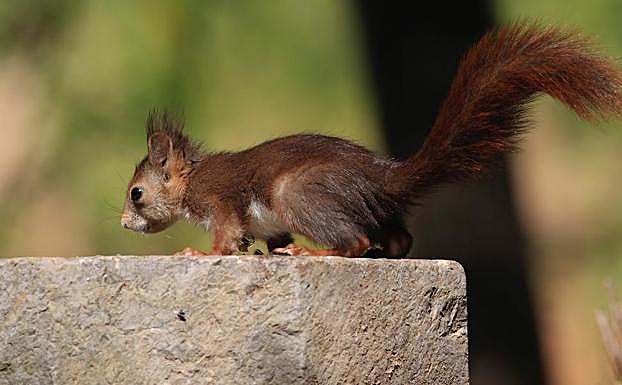 Ardilla fotografiada 'in fraganti' en la Alhambra. 