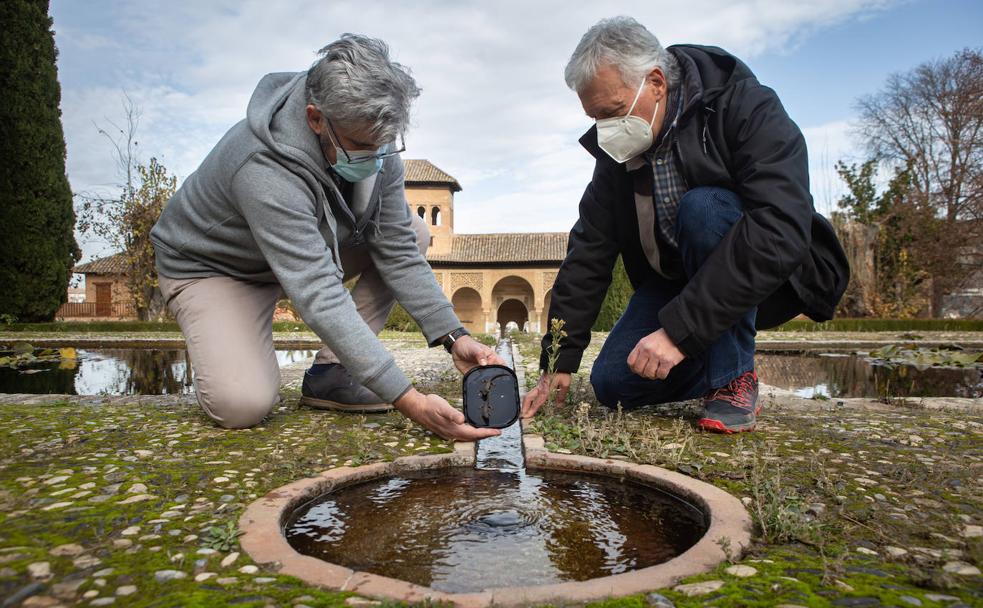 Juan Ramón Fernández y Javier Sánchez sueltan dos ejemplares de gallipato en una de las fuentes de los Jardines del Partal de la Alhambra. 
