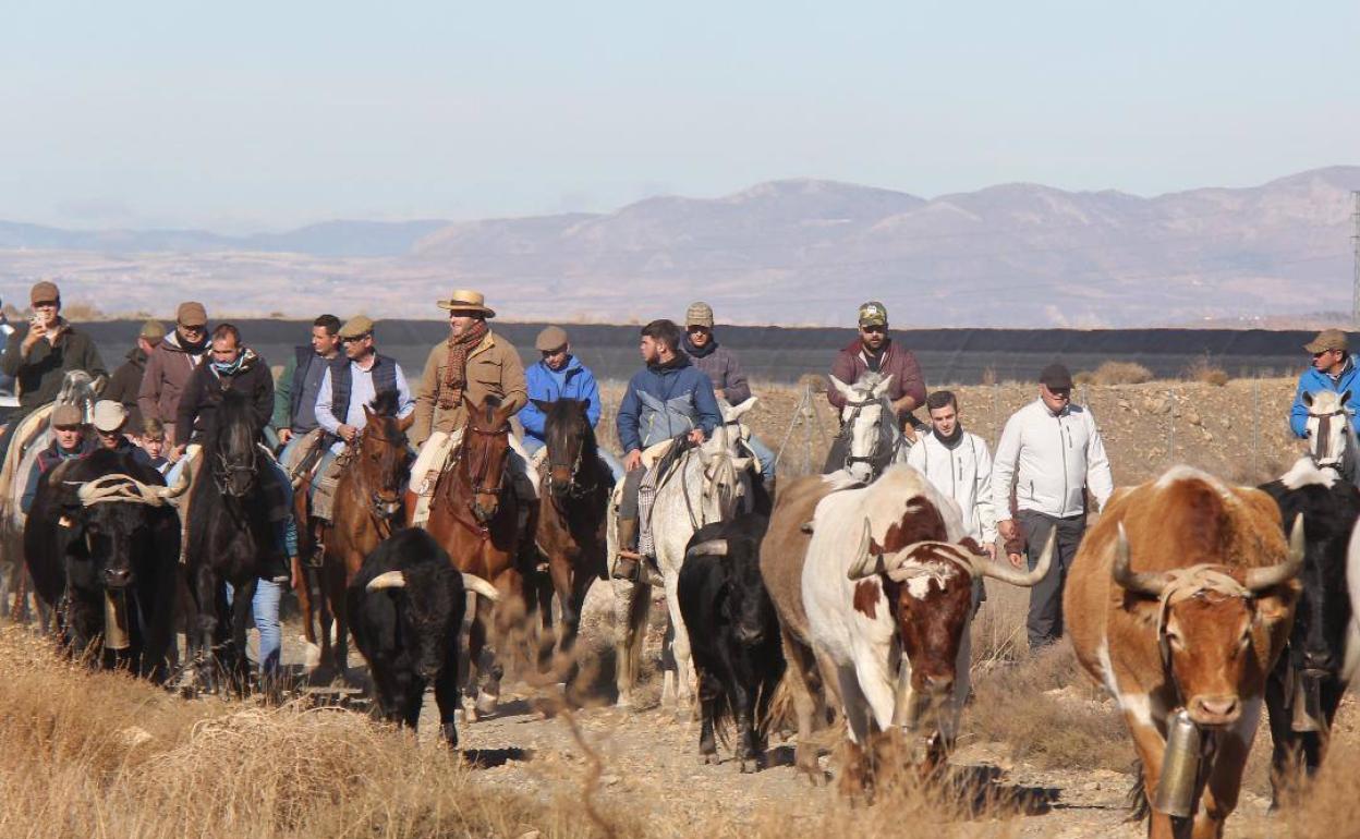 La trashumancia es fundamental en la tauromaquia popular en la comarca de Guadix,