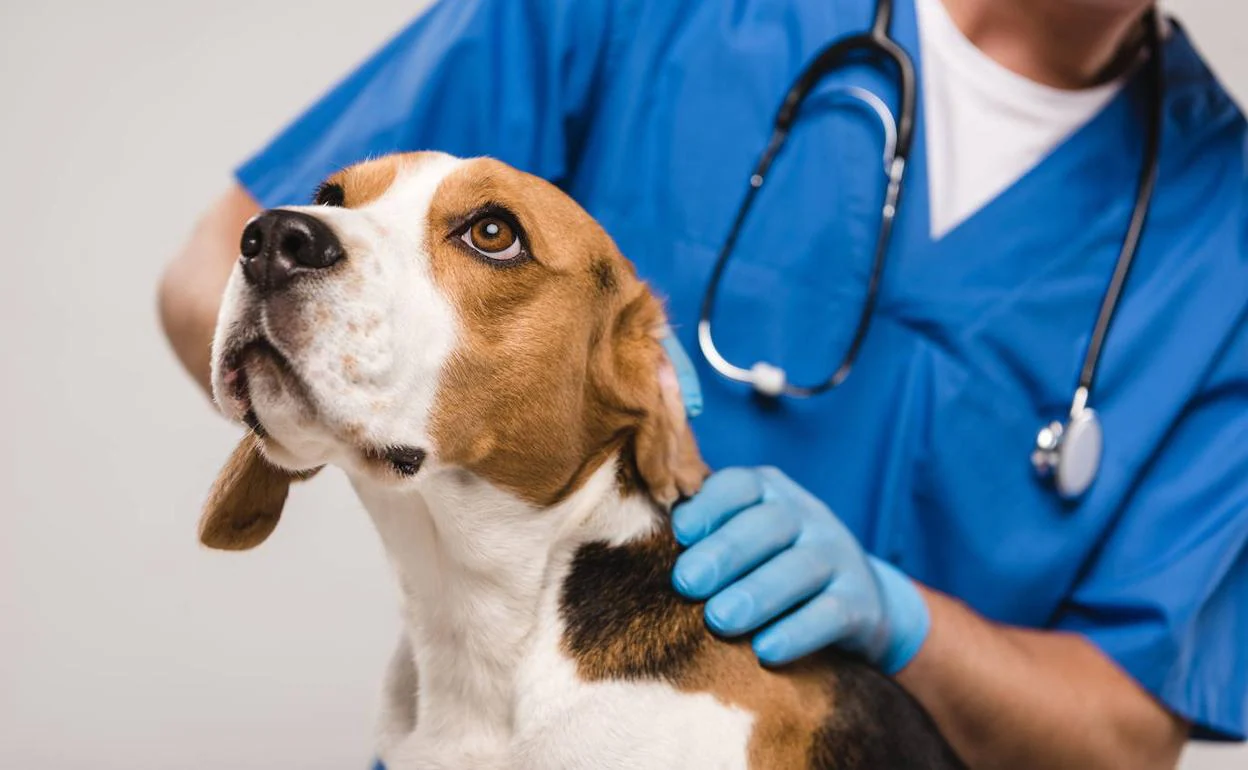 El veterinario Miguel Cabello explica los pasos a seguir si se pierde nuestro perro.