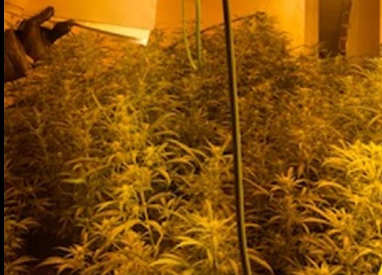 Marihuana descubierta. 