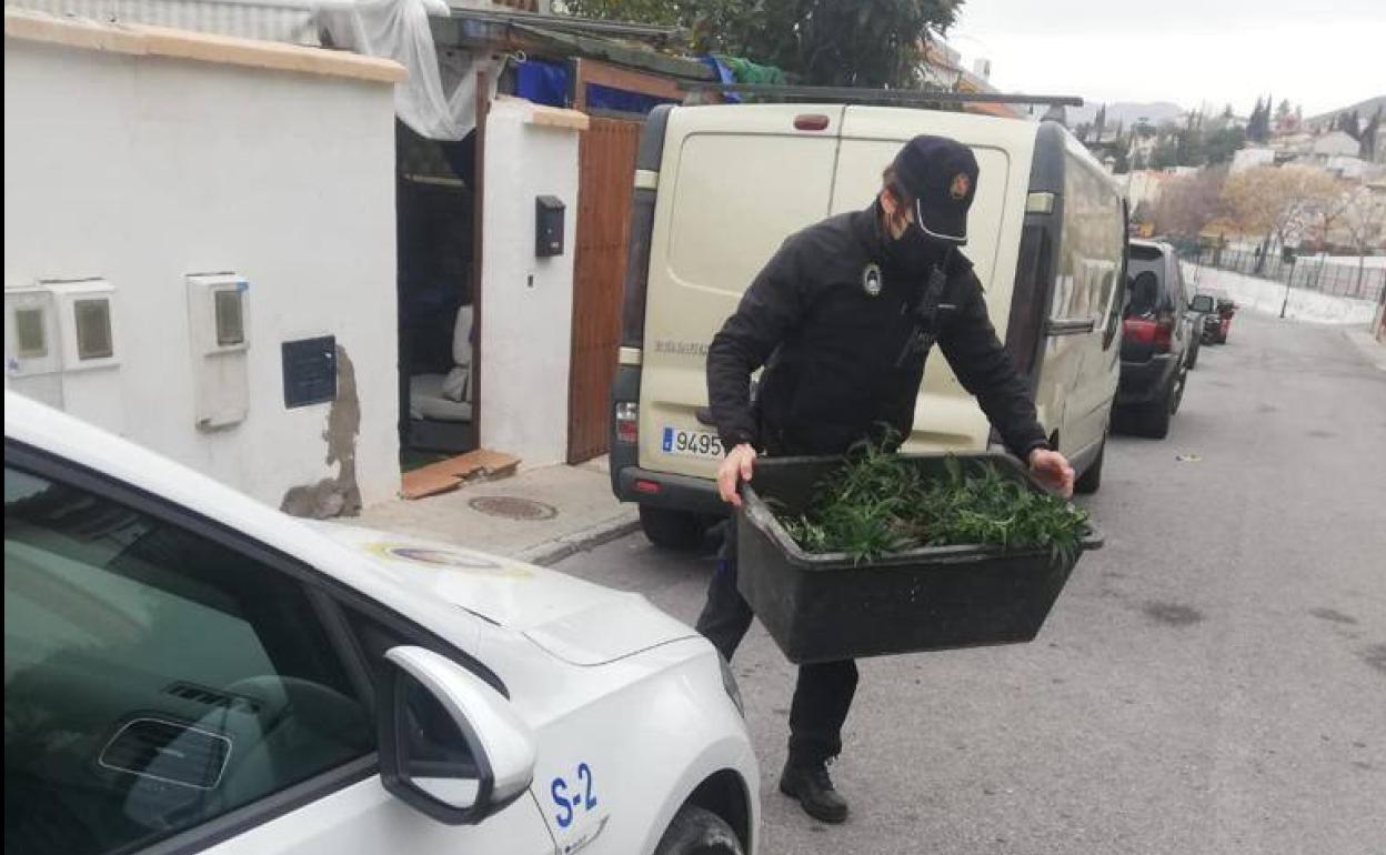 Un agente de la Policía Local de Monachil, con parte de la marihuana incautada