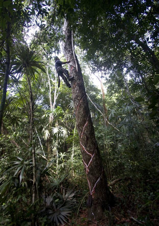 El 'chiclero' Alfredo Rodriguez extrae látex del árbol de chicozapote en la selva mexicana. 