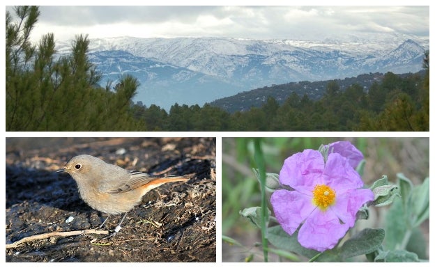 Vistas, flora y fauna de la Cañada del Sereno.