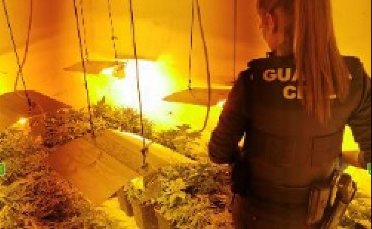 Descubren más de 1.000 plantas de marihuana y 26 enganches ilegales en viviendas de Guadahortuna